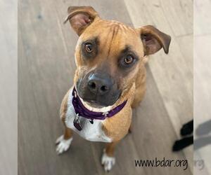 Bullboxer Pit Dogs for adoption in Cheyenne, WY, USA
