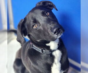 Labrador Retriever Dogs for adoption in Walnutport, PA, USA