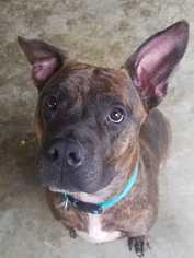 Boxer-Unknown Mix Dogs for adoption in Bronx, NY, USA