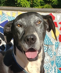 Great Dane Dogs for adoption in Greenville, SC, USA