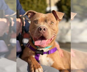 American Staffordshire Terrier-Unknown Mix Dogs for adoption in Westwood, NJ, USA