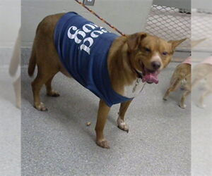 Beagle-Unknown Mix Dogs for adoption in Pasadena, TX, USA