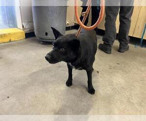 Australian Kelpie Dogs for adoption in Camarillo, CA, USA