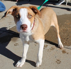 Medium Photo #1 Labrador Retriever-Unknown Mix Puppy For Sale in Chaska, MN, USA