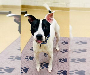 Labrador Retriever-Unknown Mix Dogs for adoption in Derwood, MD, USA