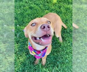 American Pit Bull Terrier-Unknown Mix Dogs for adoption in Tulsa, OK, USA