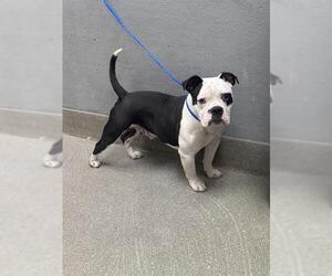 Bulldog-Unknown Mix Dogs for adoption in Las Vegas, NV, USA