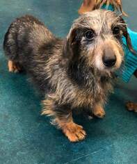 Dachshund Dogs for adoption in Lee's Summit, MO, USA