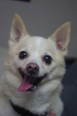Chiranian Dogs for adoption in Longview, WA, USA