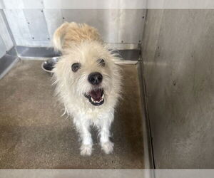 Mutt Dogs for adoption in San Bernardino, CA, USA