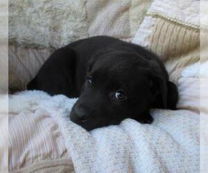 Labrador Retriever-Unknown Mix Dogs for adoption in Newnan, GA, USA