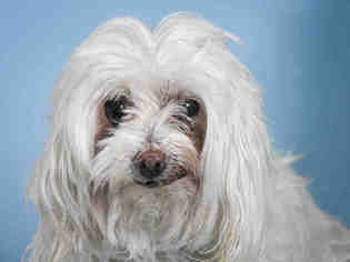 Maltese Dogs for adoption in Fort Collins, CO, USA