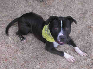 American Pit Bull Terrier-Unknown Mix Dogs for adoption in Oklahoma City, OK, USA