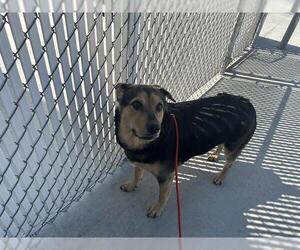 German Shepherd Dog-Unknown Mix Dogs for adoption in HESPERIA, CA, USA