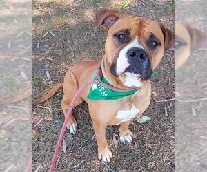 American Staffordshire Terrier-Boxer Mix Dogs for adoption in Fort Lauderdale, FL, USA
