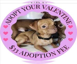 Chihuahua Dogs for adoption in Santa Cruz, CA, USA