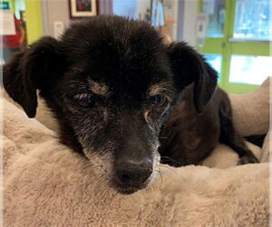 Chihuahua-Unknown Mix Dogs for adoption in Rancho Cucamonga, CA, USA