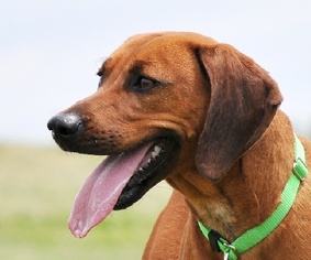 Small Mountain Cur Mix