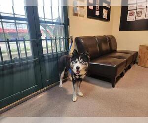 - Mix Dogs for adoption in Pasadena, CA, USA