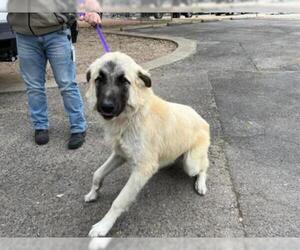 Anatolian Shepherd Dogs for adoption in Georgetown, TX, USA