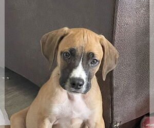 Mutt Dogs for adoption in Wheaton, IL, USA