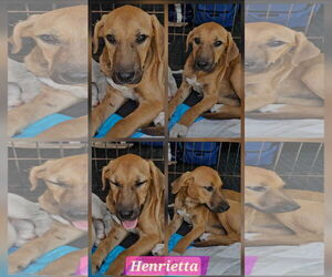 Catahoula Leopard Dog-Unknown Mix Dogs for adoption in Farmerville, LA, USA