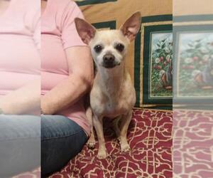 Chihuahua Dogs for adoption in Eastman, GA, USA