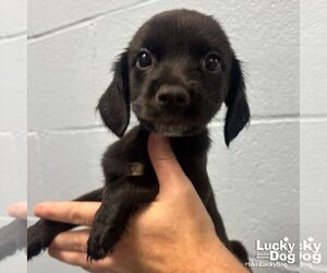 Mutt Dogs for adoption in Washington, DC, USA