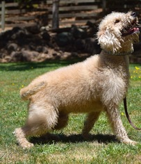 Labradoodle Dogs for adoption in Penngrove, CA, USA
