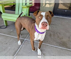 Chinese Shar-Pei Dogs for adoption in Denver, CO, USA