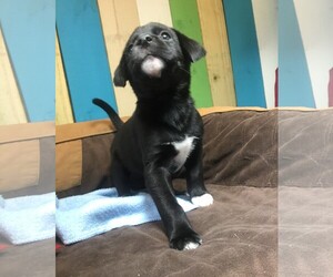 Spanador Dogs for adoption in Temple, GA, USA