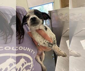 Australian Cattle Dog-Chihuahua Mix Dogs for adoption in Santa Cruz, CA, USA
