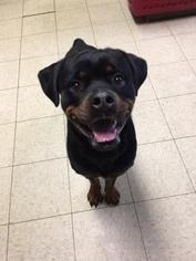 Medium Photo #20 Rottweiler-Unknown Mix Puppy For Sale in National Listings, MO, USA
