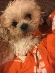 Shih Tzu Dogs for adoption in Maryville, TN, USA