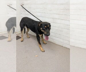 German Shepherd Dog Dogs for adoption in San Bernardino, CA, USA