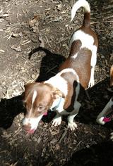 Mutt Dogs for adoption in Blairsville, GA, USA