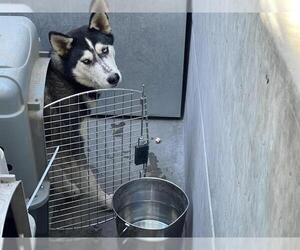 Siberian Husky Dogs for adoption in Pasadena, CA, USA