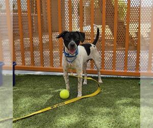 Pointer-Rat Terrier Mix Dogs for adoption in Las Vegas, NV, USA