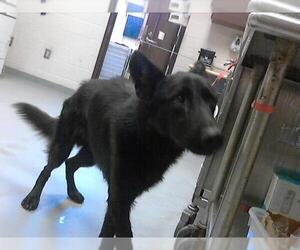 German Shepherd Dog Dogs for adoption in Fayetteville, NC, USA