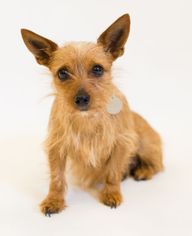 Medium Photo #1 Pin-Tzu Puppy For Sale in Alpharetta, GA, USA