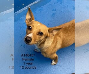 Chihuahua-Unknown Mix Dogs for adoption in Calgary, Alberta, Canada