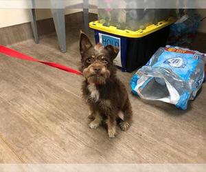 Mutt Dogs for adoption in Pasadena, CA, USA