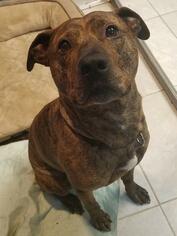 Bullboxer Pit Dogs for adoption in Walnutport, PA, USA