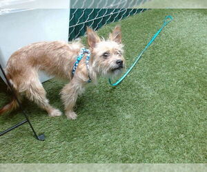 Mutt Dogs for adoption in Downey, CA, USA