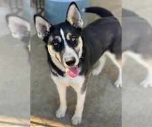German Shepherd Dog-Siberian Husky Mix Dogs for adoption in Riverside, CA, USA