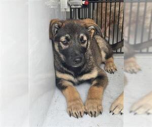 German Shepherd Dog-Unknown Mix Dogs for adoption in Houston, TX, USA