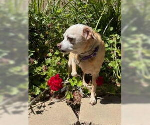 Chihuahua-Unknown Mix Dogs for adoption in San Diego, CA, USA