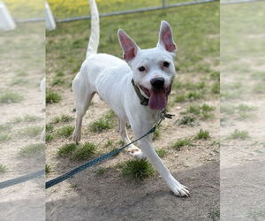 Mutt Dogs for adoption in Virginia Beach, VA, USA
