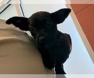 Labrador Retriever-Unknown Mix Dogs for adoption in Pueblo, CO, USA