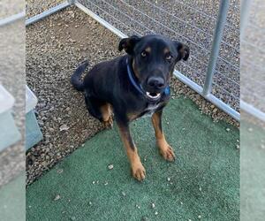 Mutt Dogs for adoption in Yreka, CA, USA